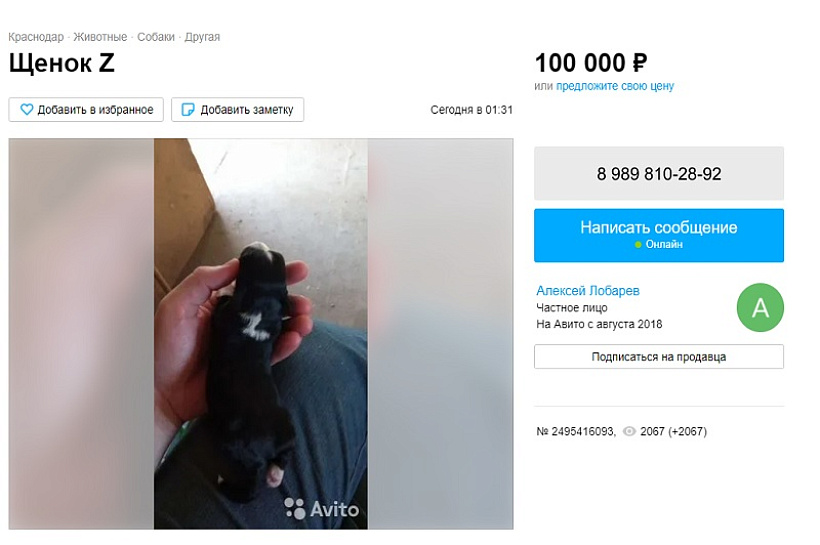 От 100 тыс. до 2 млн: жители Краснодарского края продают дворняжек с буквой Z