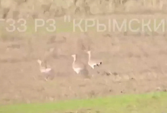 Семь краснокнижных дроф сняли на видео в заказнике Кубани
