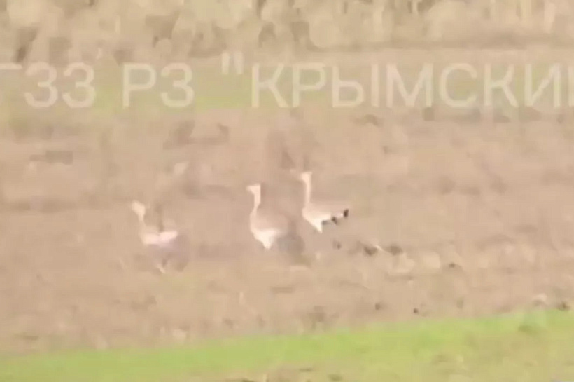 Семь краснокнижных дроф сняли на видео в заказнике Кубани