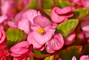 Интересный процесс: как вырастить бегонию из черенка