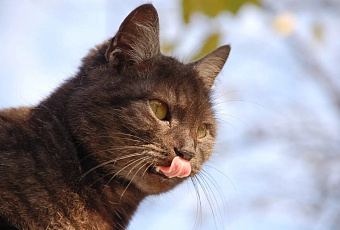 Экстремальное потепление пришло в Краснодарский край до субботы