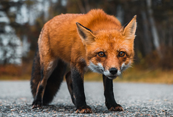 Дикая лиса выбежала к людям и попала на видео