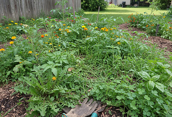 10 самых распространенных сорняков, которые должен знать каждый садовод