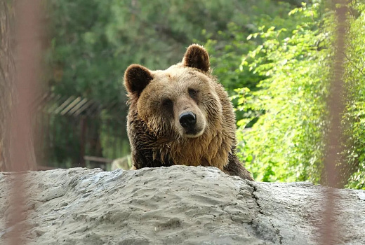 Более 1500 выходов медведей зафиксировано в Сочи за три года
