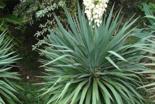 Экзотическая юкка в саду