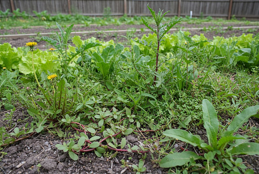 10 сорняков, которые важно уметь распознавать в огороде