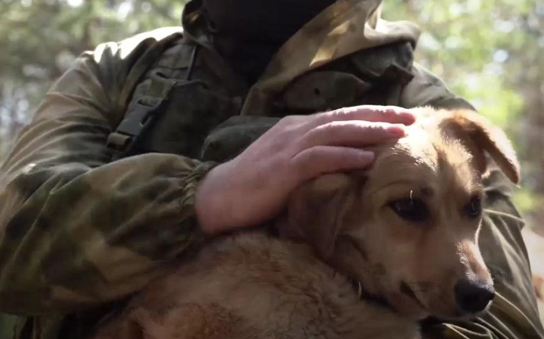 Хвостатая защитница Донбасса: как собака помогла военным обнаружить украинскую технику