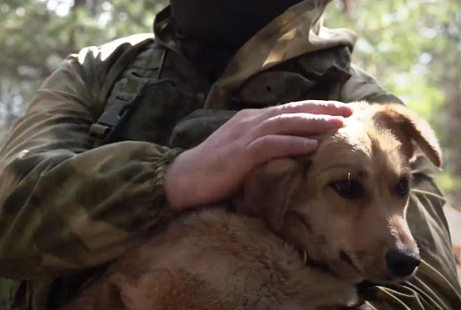 Хвостатая защитница Донбасса: как собака помогла военным обнаружить украинскую технику