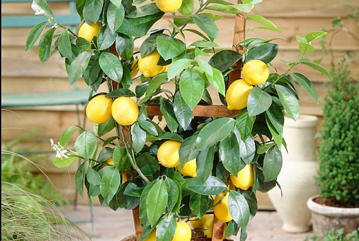 Комнатные лимоны - правила ухода