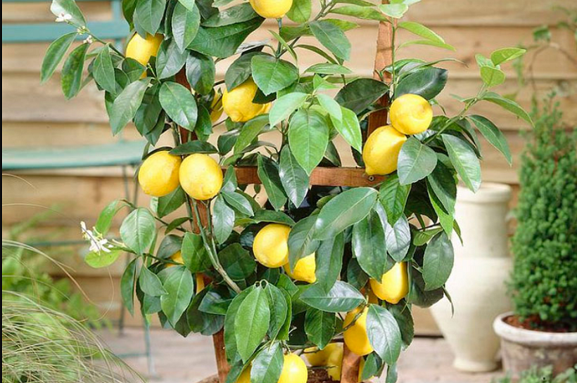 Комнатные лимоны - правила ухода