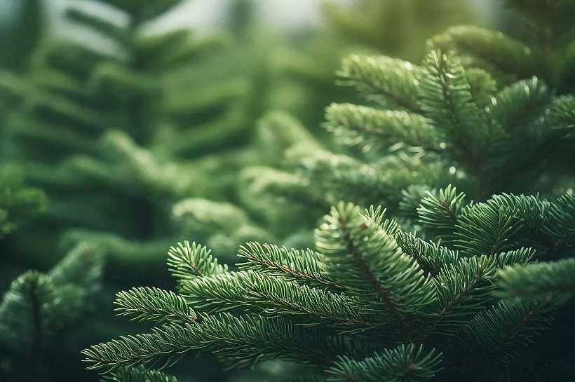 Красноярские ученые превратили древесину ели в основу для лекарств от тромбов