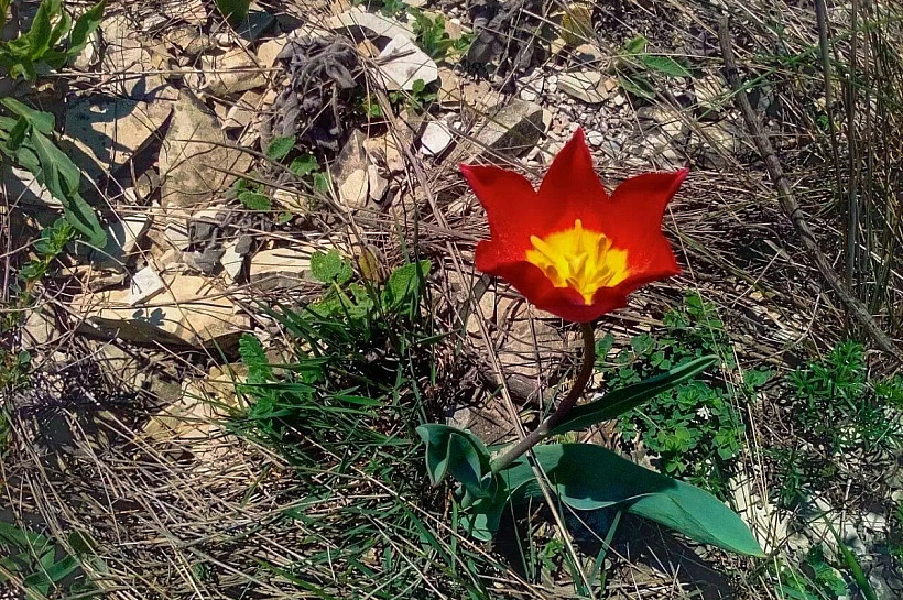 В горах Краснодарского края зацвели краснокнижные ирисы, тюльпаны Шренка и пионы