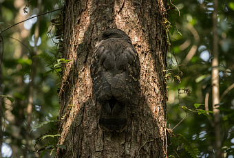Призрак джунглей: птица-исполин с идеальной маскировкой под кору деревьев