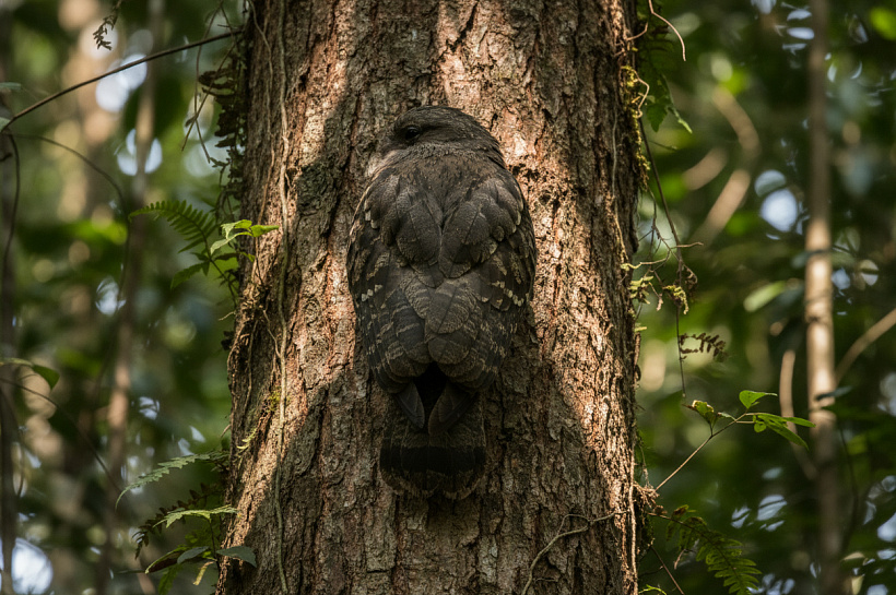 Призрак джунглей: птица-исполин с идеальной маскировкой под кору деревьев
