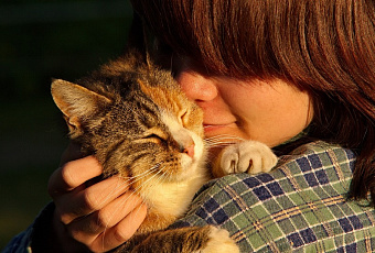 Целебное мурчание: почему коты ложатся на больное место