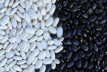 Растительный коллаген: чем заменить животный белок