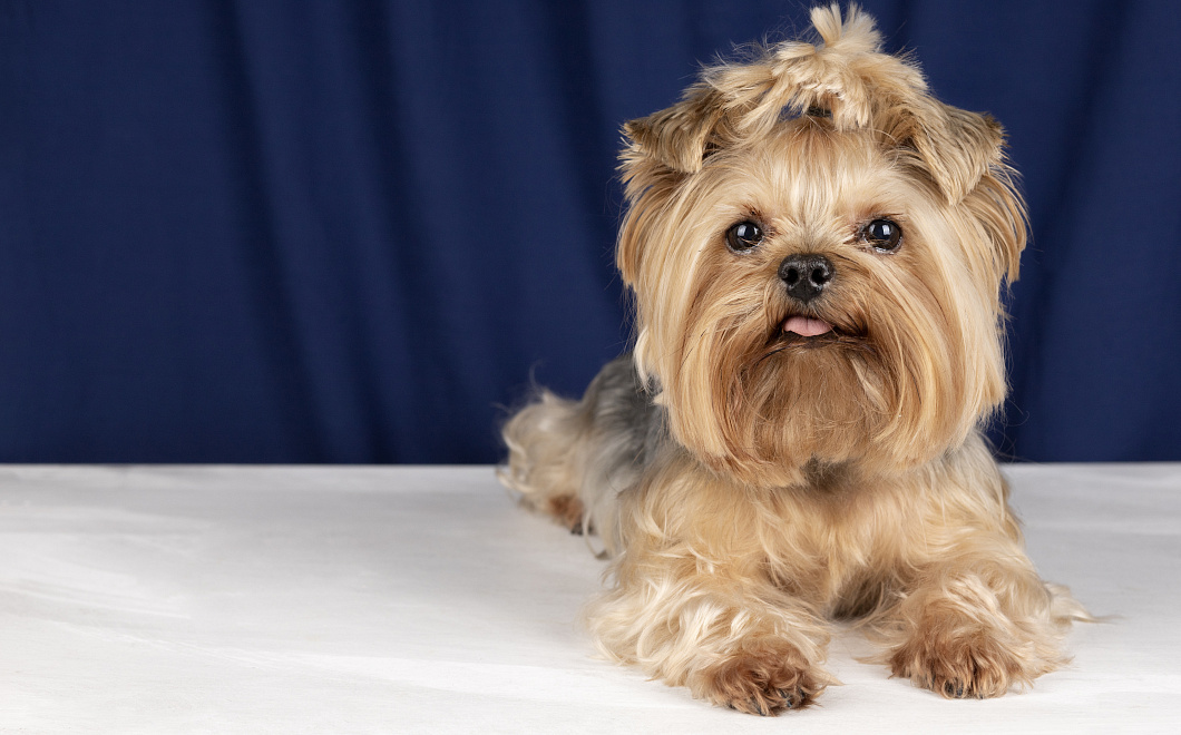 Гипоаллергенные друзья: выбираем собаку, безопасную для аллергика