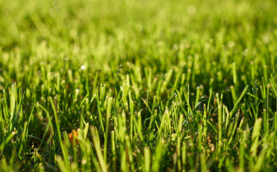 Зеленое место: как получить на участке мягкий натуральный ковер 