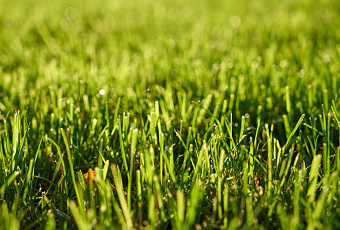Зеленое место: как получить на участке мягкий натуральный ковер 