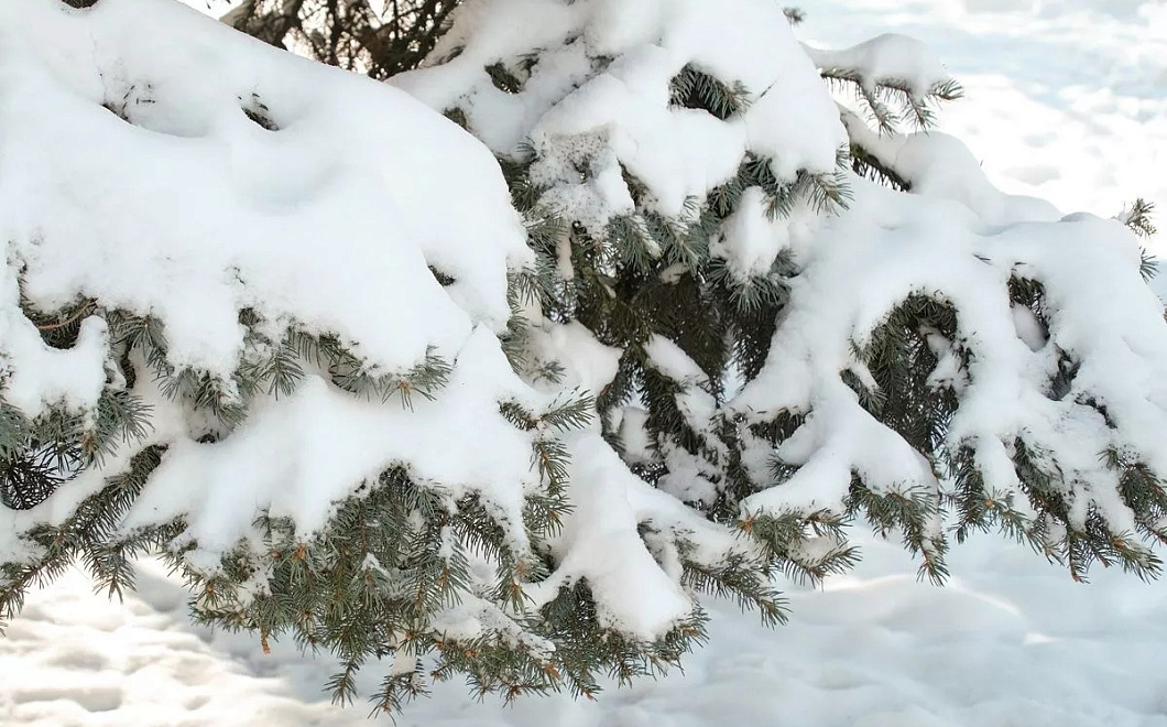 Синоптики назвали глобальное потепление причиной апрельского снегопада в Москве