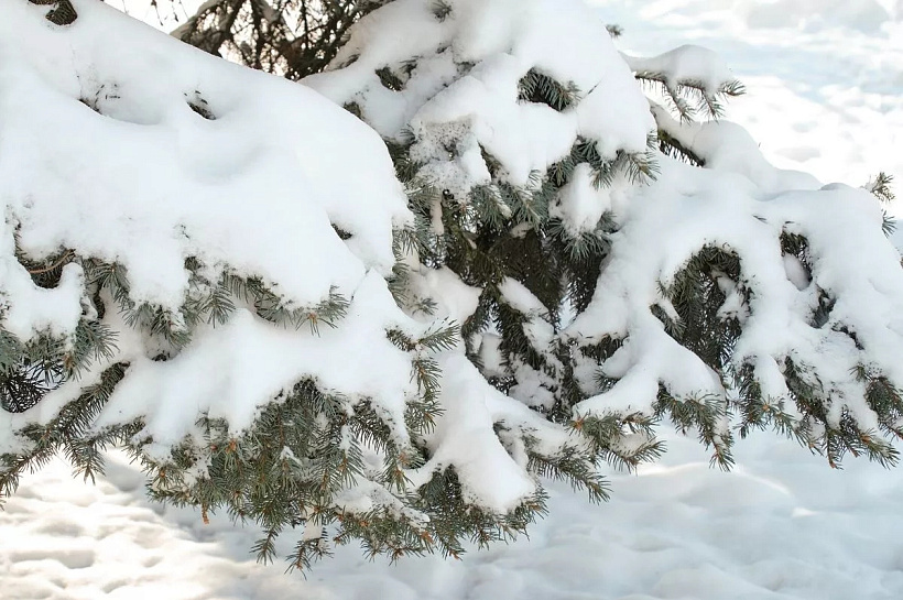 Синоптики назвали глобальное потепление причиной апрельского снегопада в Москве