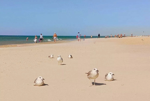 Жители Кубани смогут принять участие в создании клипа об Анапе