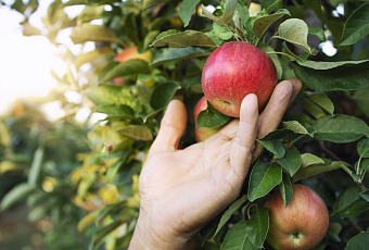 Как обхитрить яблоню, если она бастует?