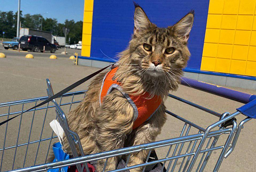 Кот Мафин из Краснодара стал знаменитостью. Он путешествует, ходит по ресторанам и прекрасно понимает человеческую речь