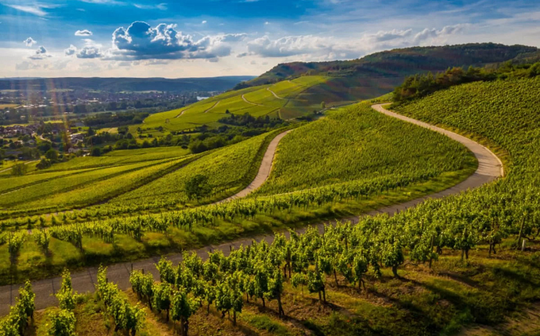 На Кубани создадут цифровые карты виноградопригодных земель с помощью Курчатовского института