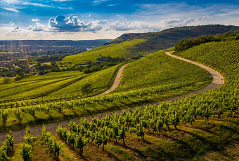 На Кубани создадут цифровые карты виноградопригодных земель с помощью Курчатовского института