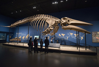 Кто сверг кита с трона самого тяжёлого животного на Земле