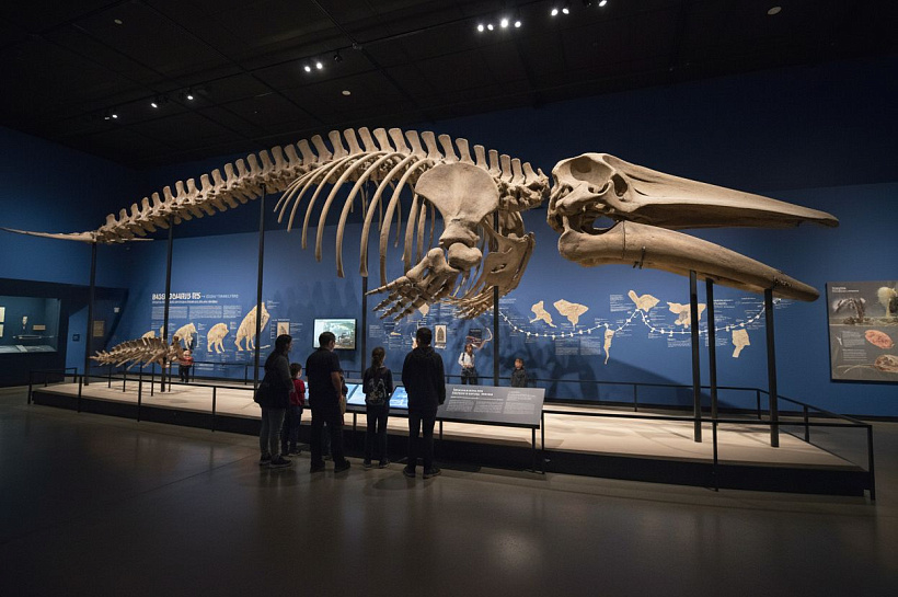 Кто сверг кита с трона самого тяжёлого животного на Земле