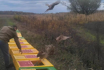 Около 500 фазанов выпустили в естественную среду в Крымском районе