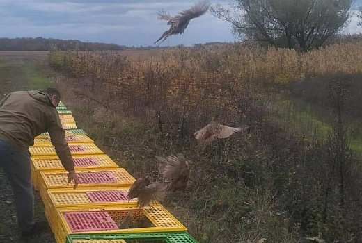 Около 500 фазанов выпустили в естественную среду в Крымском районе