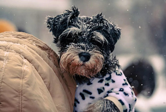 Сочи и Краснодар вошли в топ-10 направлений для отдыха с питомцами в январе