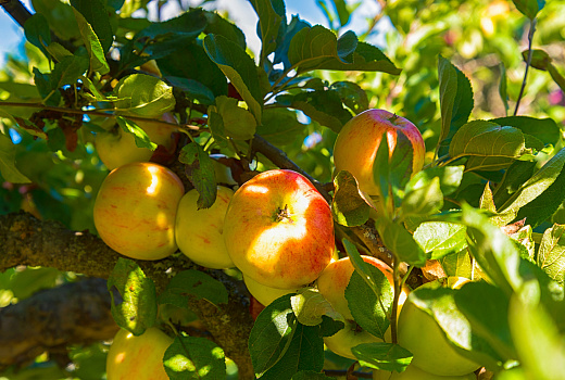 Секрет пышной и богатой яблони: это нужно сделать после зимовки всем