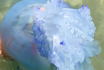 Гигантского корнерота выловили отдыхающие в море под Сочи 