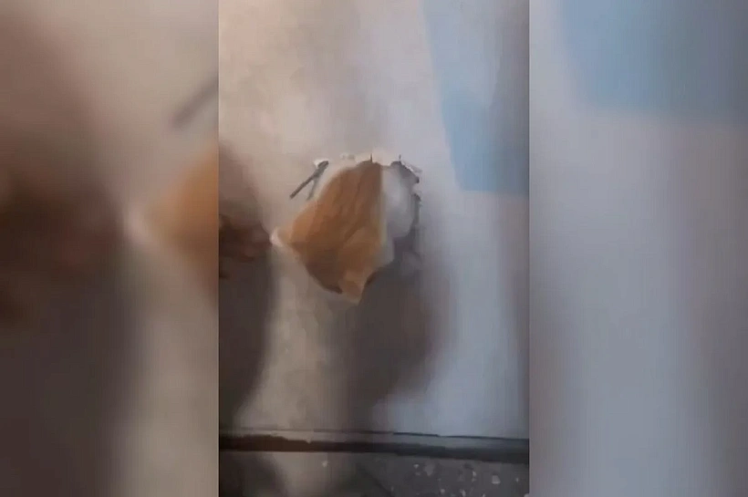 Упавшего в вентиляционную шахту с 16 этажа кота спасли в Новороссийске