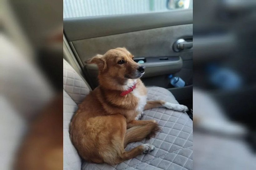 Волонтеры ищут собаку Буську, пропавшую в очереди на Крымский мост