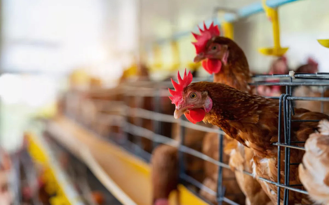 Технологии ИИ помогут генетикам управлять полом цыплят и продлевать жизнь кур-несушек
