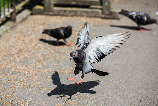 Уборщица избила кормящую голубей пенсионерку палкой и веником