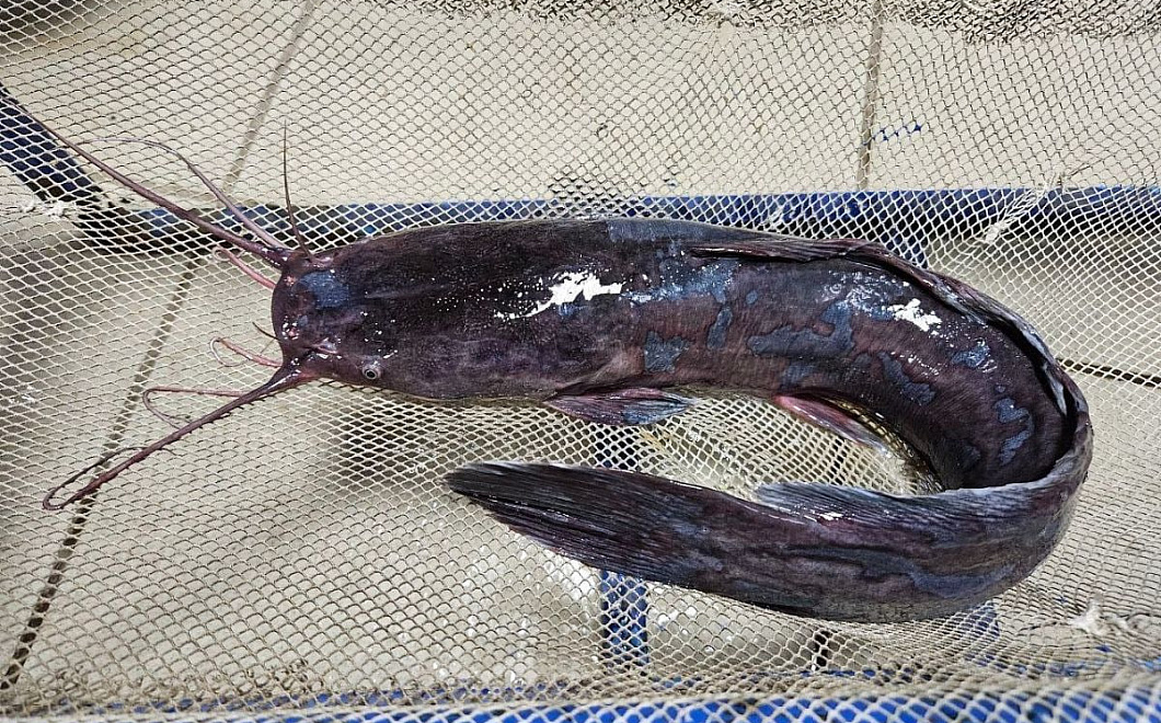 Ученые Юга России нашли способ круглогодично разводить африканского сома