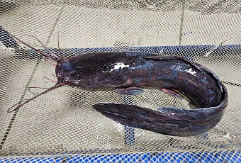 Ученые Юга России нашли способ круглогодично разводить африканского сома