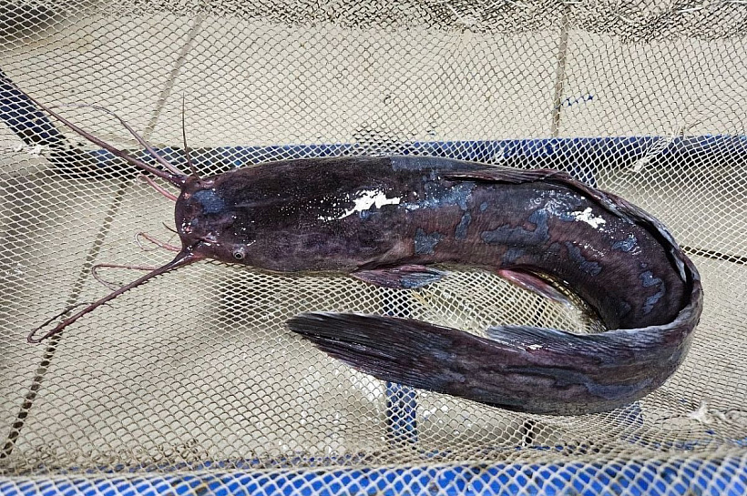 Ученые Юга России нашли способ круглогодично разводить африканского сома