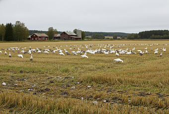 Нашествие белолобых гусей разорило финских фермеров