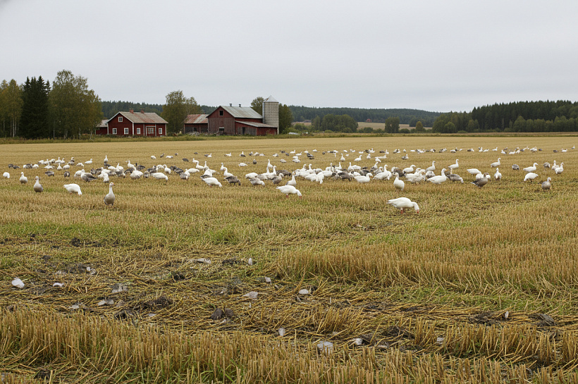 Нашествие белолобых гусей разорило финских фермеров