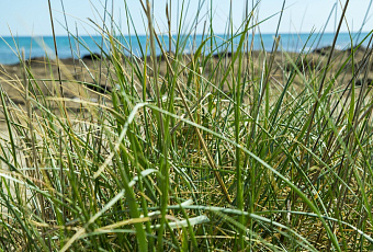 От подагры поможет пырей: рецепт здоровых суставов