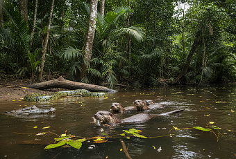 Гигантские выдры Амазонии побеждают кайманов и анаконд, меняя экосистему рек