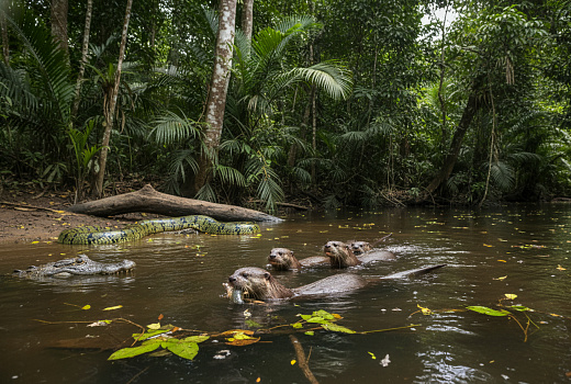 Гигантские выдры Амазонии побеждают кайманов и анаконд, меняя экосистему рек