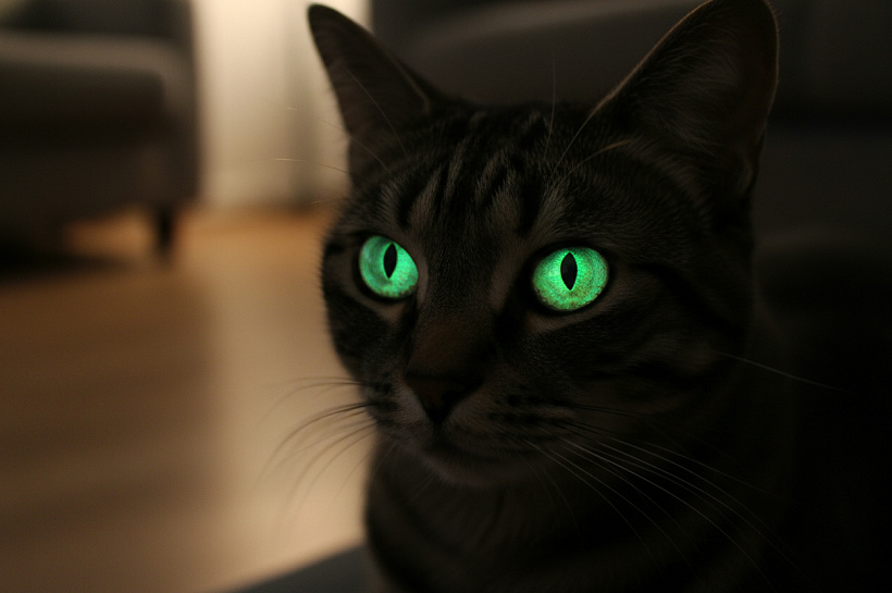 Почему у кошек светятся глаза в темноте: научное объяснение ночного зрения питомцев